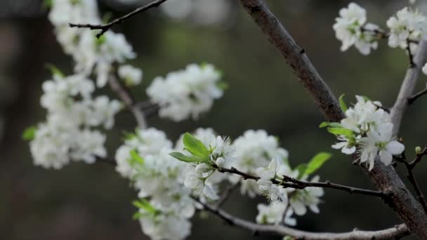 Taiwans Início Primavera Flores Ameixa Branca São Elegantes Limpas — Vídeo de Stock