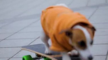 Bir köpek kaykaya biniyor.
