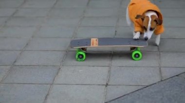 Bir köpek kaykaya biniyor.