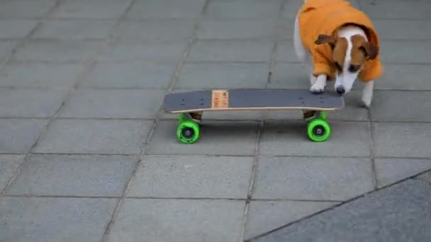 Dog Riding Skateboard — стоковое видео