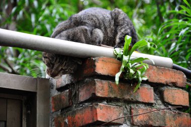 Duvarda oynayan bir kedi, şirin yaramaz.