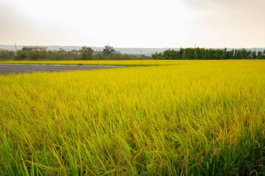 Kırsal güney Tayvan, mavi gökyüzü ve beyaz bulutların altında olgun altın pirinç tarlaları.