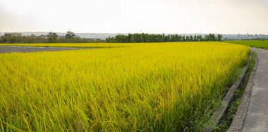 Kırsal güney Tayvan, mavi gökyüzü ve beyaz bulutların altında olgun altın pirinç tarlaları.