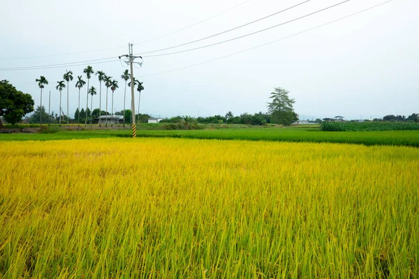 Landsbygd Södra Taiwan Mogna Gyllene Risfält Blå Himmel Och Vita — Stockfoto