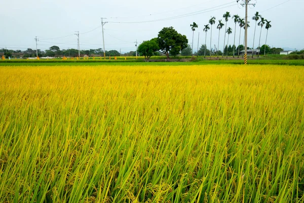 Сельские Южные Районы Тайваня Зрелые Золотые Рисовые Поля Голубым Небом — стоковое фото