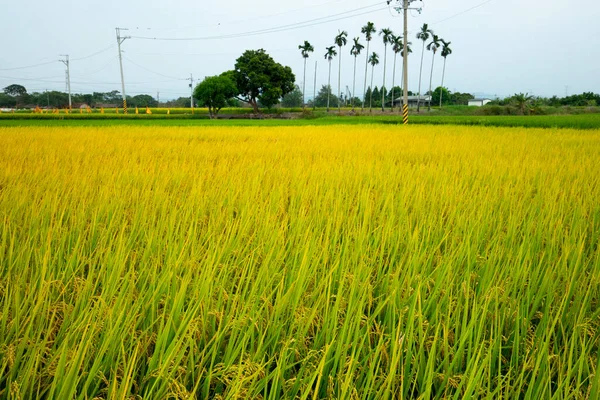 Landelijk Zuidelijk Taiwan Rijpe Gouden Rijstvelden Onder Blauwe Lucht Witte — Stockfoto