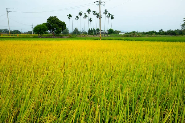 Rurale Taiwan Meridionale Campi Riso Dorati Maturi Sotto Cielo Blu — Foto Stock