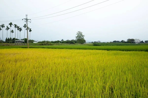 Rurale Taiwan Meridionale Campi Riso Dorati Maturi Sotto Cielo Blu — Foto Stock