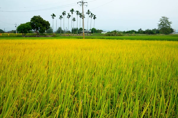 Landsbygd Södra Taiwan Mogna Gyllene Risfält Blå Himmel Och Vita — Stockfoto