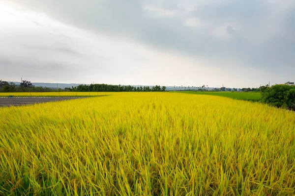 Rural Southern Taiwan Ripe Golden Rice Fields Blue Sky White — Stock Photo, Image
