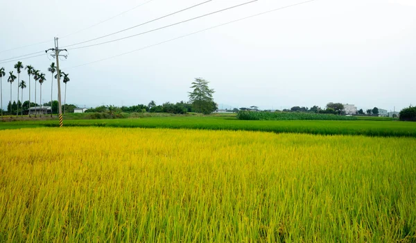 Landsbygd Södra Taiwan Mogna Gyllene Risfält Blå Himmel Och Vita — Stockfoto