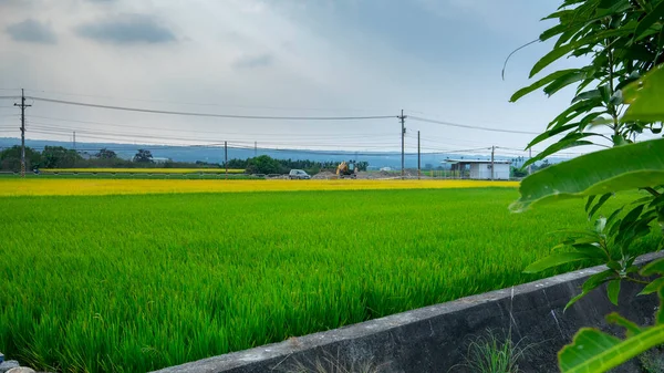 Rural Sul Taiwan Campos Arroz Verde Sob Céu Azul Nuvens — Fotografia de Stock