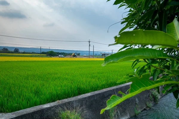 Сельский Тайваня Зеленые Рисовые Поля Голубым Небом Белые Облака — стоковое фото