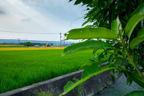 Ländlicher Süden Taiwans Grüne Reisfelder Unter Blauem Himmel Und Weißen — Stockfoto