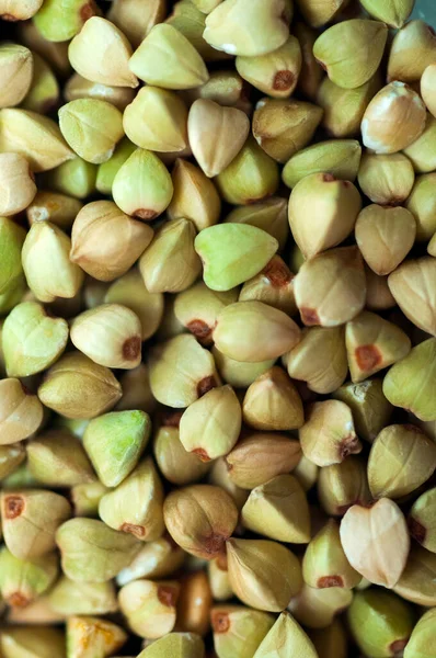 An important staple food crop for humans, buckwheat