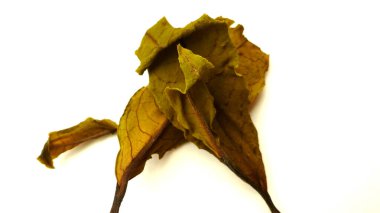 Premium, black tea, beautiful, tea leaves,