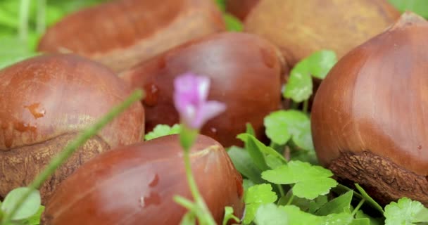 Herfst Delicatesse Kastanjes Vallen Het Groene Gras — Stockvideo