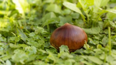 Sonbahar lezzeti, kestaneler yeşil çimenlere düşer.