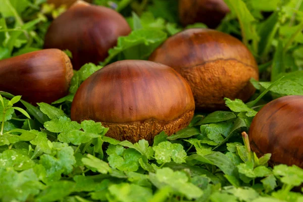 Autumn Delicacy Chestnuts Fall Green Grass — Stock Photo, Image