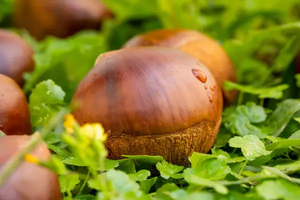 Autumn Delicacy Chestnuts Fall Green Grass — Stock Photo, Image