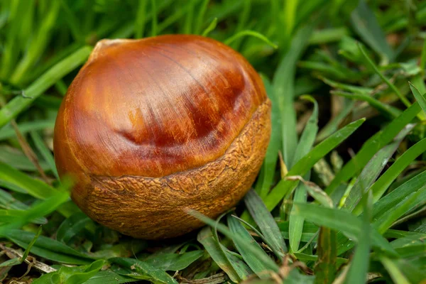 秋の珍味 栗は緑の草の中に落ちる — ストック写真