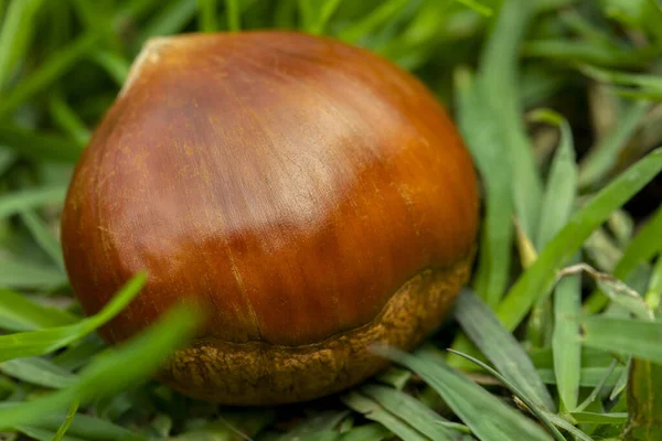 Herbstdelikatesse Kastanien Fallen Ins Grüne Gras — Stockfoto