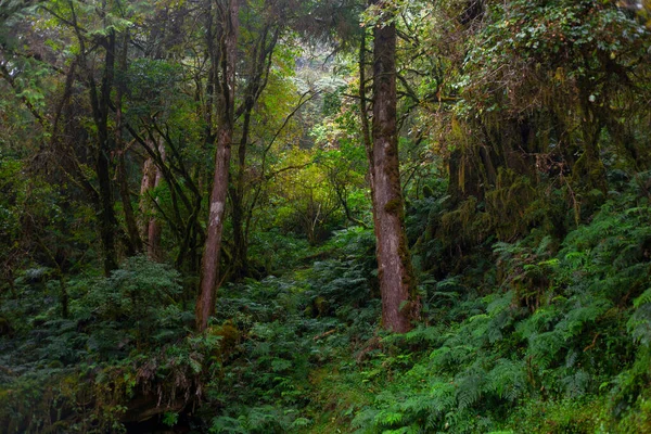 Taiping Mountain Taiwans Trail Smaragd Zöld Moha Mellett Erdei Ösvény — Stock Fotó