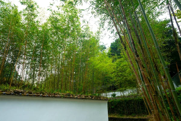 Forests Mountains Lakes Mingchi Verdant Bamboo Forests Tiled Walls Yilan — Stock Photo, Image