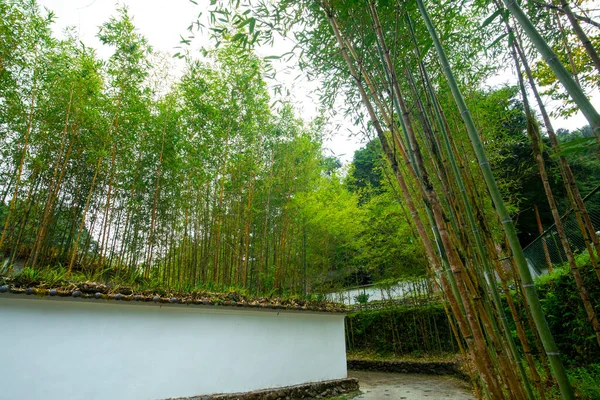 Forêts Montagnes Lacs Mingchi Forêts Bambous Verdoyantes Murs Carrelés Dans — Photo