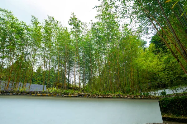 Forêts Montagnes Lacs Mingchi Forêts Bambous Verdoyantes Murs Carrelés Dans — Photo