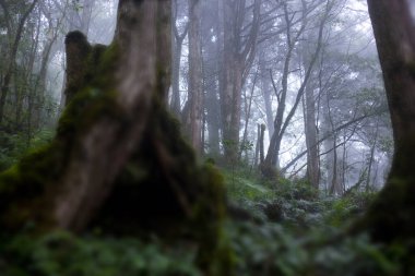 Taipingshan Jianqing Eski Yolu, Yilan County, Tayvan, ünlü bir turistik merkezdir.