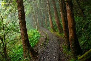 Taipingshan Jianqing Eski Yolu, Yilan County, Tayvan, ünlü bir turistik merkezdir.