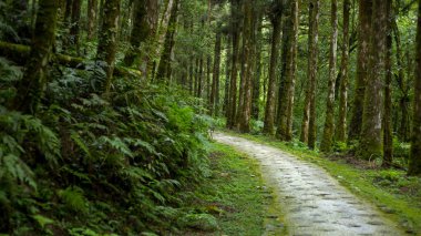 Tayvan 'ın Yilan ilçesindeki orman ve dağ gölleri, Mingchi Villa' nın orman şeridi.