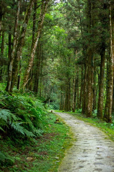 Bosque Lagos Montaña Condado Yilan Taiwán Carril Forestal Mingchi Villa — Foto de Stock