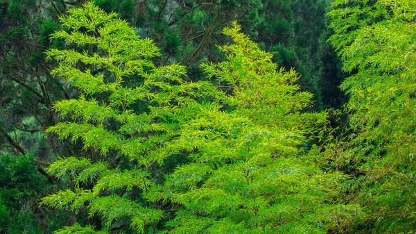 Florestas Montanhas Lagos Mingchi Yilan County Taiwan Florestas Bambu Área — Fotografia de Stock