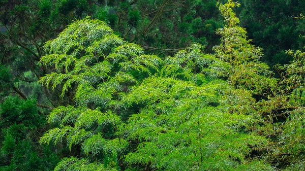 Forests Mountains Lakes Mingchi Yilan County Taiwan Bamboo Forests Recreation — Stock Photo, Image