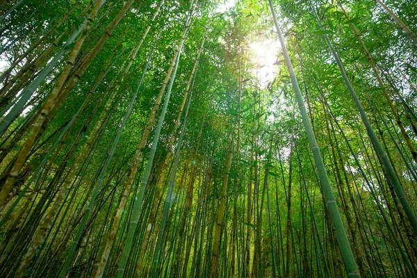 宜蘭県 レクリエーションエリア内の竹林 — ストック写真
