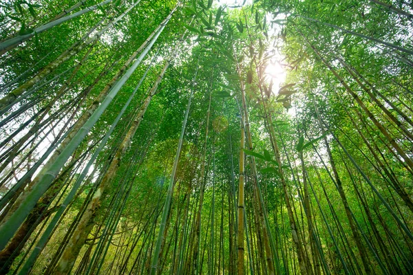 Леса Горы Озера Минчи Уезд Илан Тайвань Бамбуковые Леса Зоне — стоковое фото