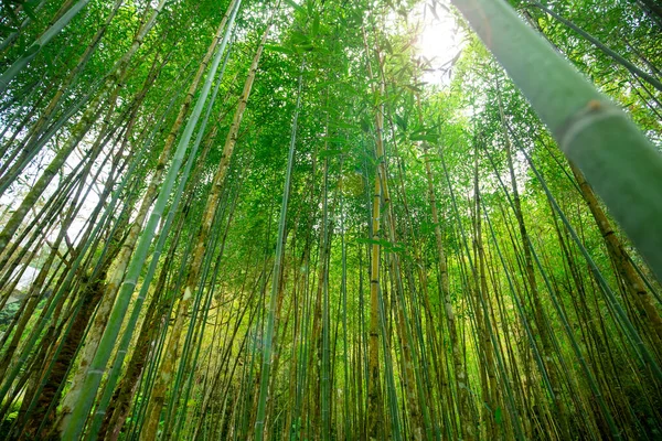 Lesy Hory Jezera Mingchi Yilan County Tchaj Wan Bambusové Lesy — Stock fotografie