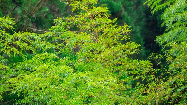 Lasy Góry Jeziora Mingchi Yilan County Tajwan Lasy Bambusowe Strefie — Zdjęcie stockowe