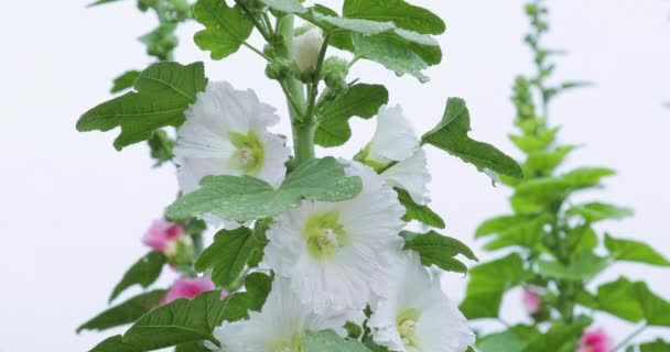 Virágföld Tele Gyönyörű Hollyhokokkal — Stock videók