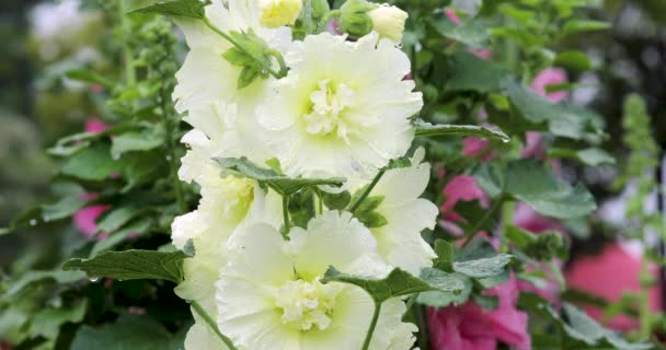 Campo Flores Lleno Hermosos Hollyhocks — Vídeo de stock