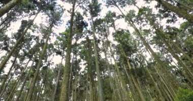 Ulusal bir parktaki orman dinlenme alanındaki yüksek çam ağaçları.