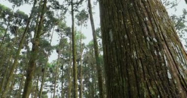 Ulusal bir parktaki orman dinlenme alanındaki yüksek çam ağaçları.