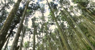 Ulusal bir parktaki orman dinlenme alanındaki yüksek çam ağaçları.