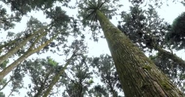 Ulusal bir parktaki orman dinlenme alanındaki yüksek çam ağaçları.