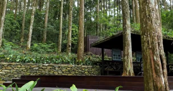 Milli Parktaki Bir Orman Dinlenme Alanındaki Ladin Ormanında Bir Çardak — Stok video