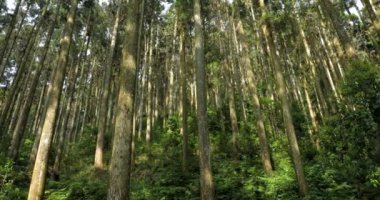 Ulusal bir parktaki orman dinlenme alanındaki yüksek çam ağaçları.