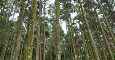 Ulusal bir parktaki orman dinlenme alanındaki yüksek çam ağaçları.