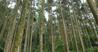 Ulusal bir parktaki orman dinlenme alanındaki yüksek çam ağaçları.